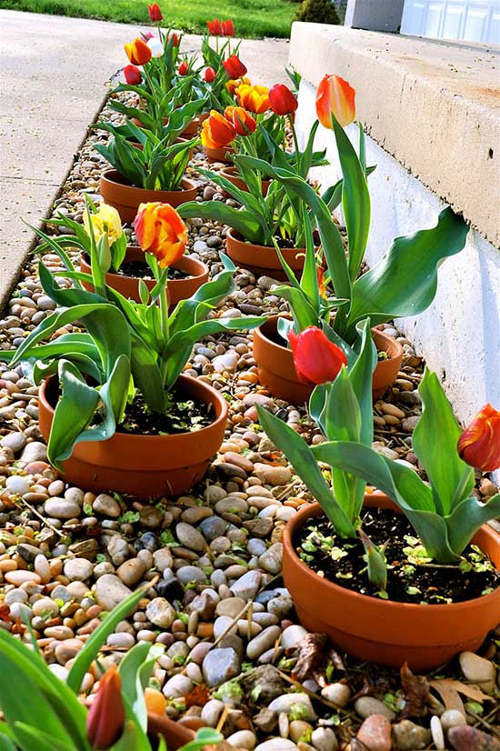 Tulips Flower Bed with Clay Pots #flowerbed #gardens #decorhomeideas