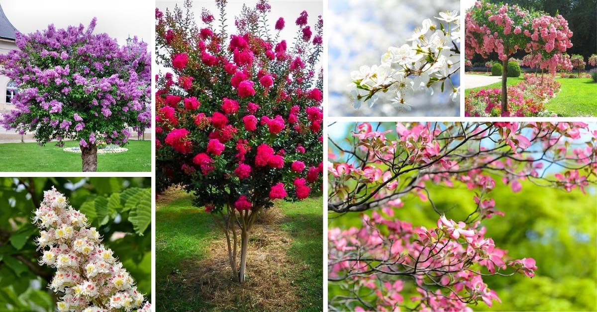 Spring Trees
