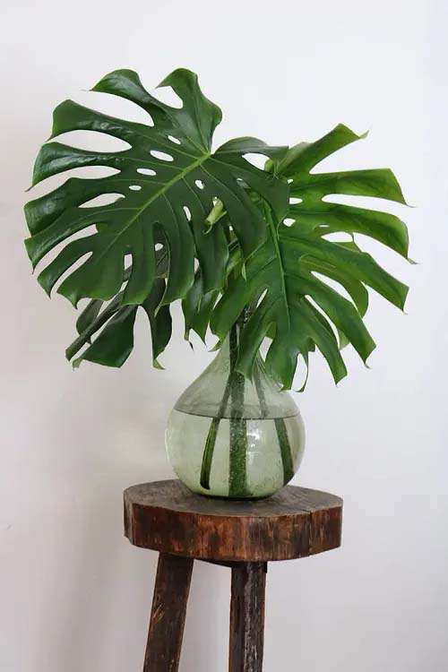 Swiss Cheese Plant #houseplant #cuttings #grow #decorhomeideas