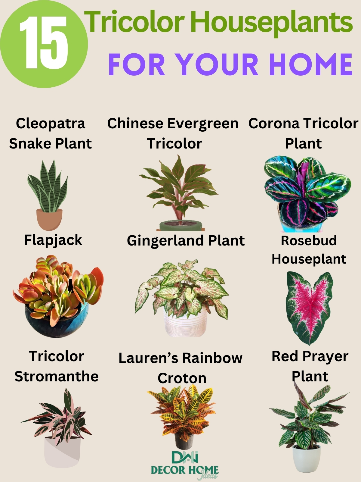 15 Amazing Tricolor Houseplants To Add To Your Home