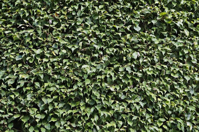 Weeping Fig #privacyfence #plants #decorhomeideas