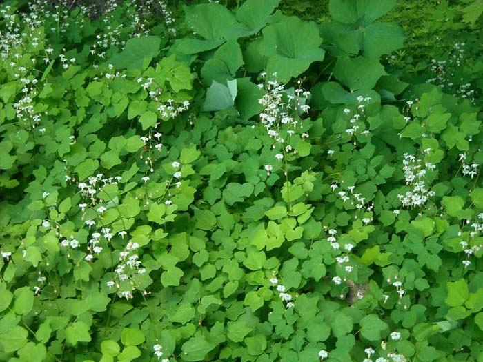 White Inside-Out Flower #groundcoverforshade #plants #flowers #decorhomeideas