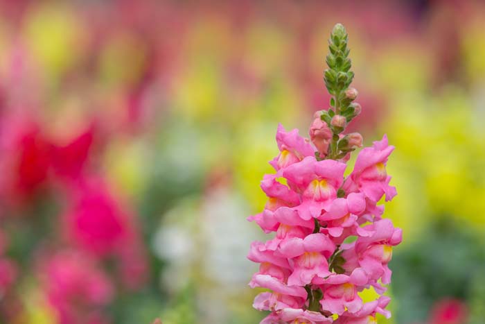 Antirrhinum