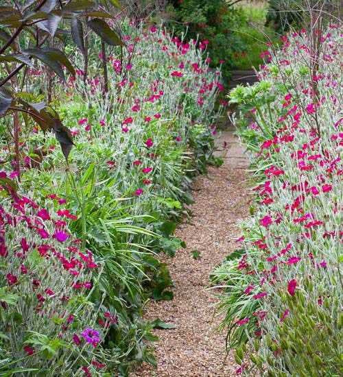 Lychnis Coronaria