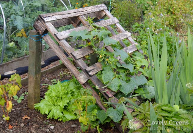 Pallet Wood Trellis #plantsupport #tomatocage #decorhomeideas