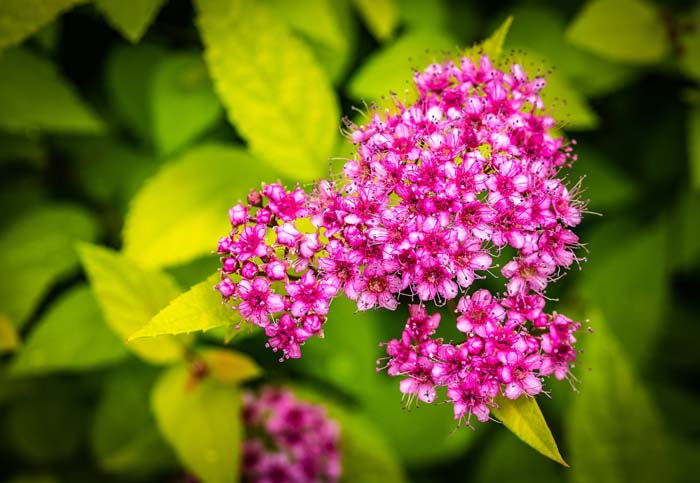 Double Play Red Spirea #floweringshrubsforfullsun #decorhomeideas