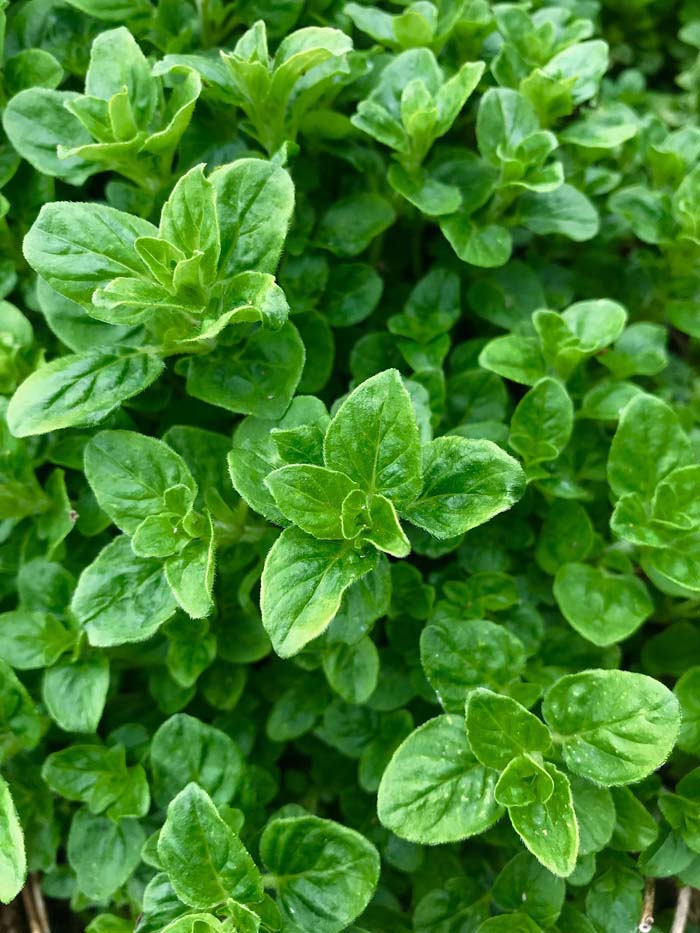 Oregano Perennial Herb