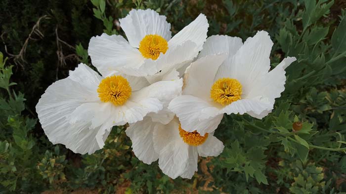 27. Romneya (Matilija Poppies) #droughttolerantplants #decorhomeideas
