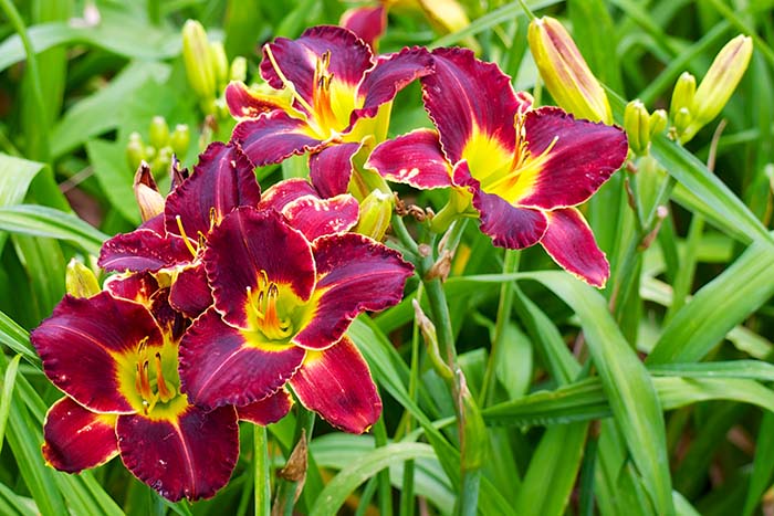 Daylilies Flowers