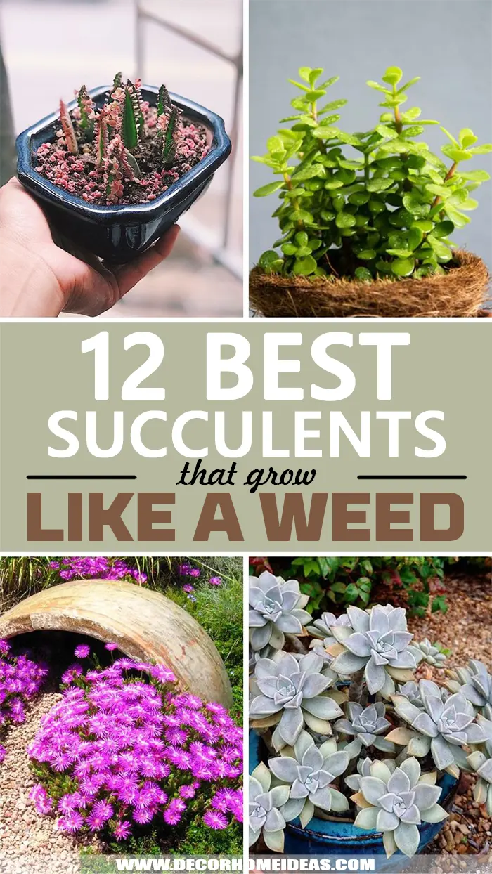 Best Succulents That Grow Like Weed. Take a look at some weeds like growing succulents that anyone can grow. They are easy to care for and require low maintenance. #decorhomeideas