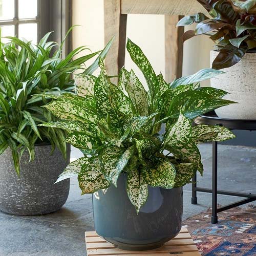 Etta Rose Aglaonema
