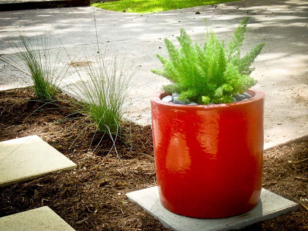 Foxtail Fern Grown In a Planter