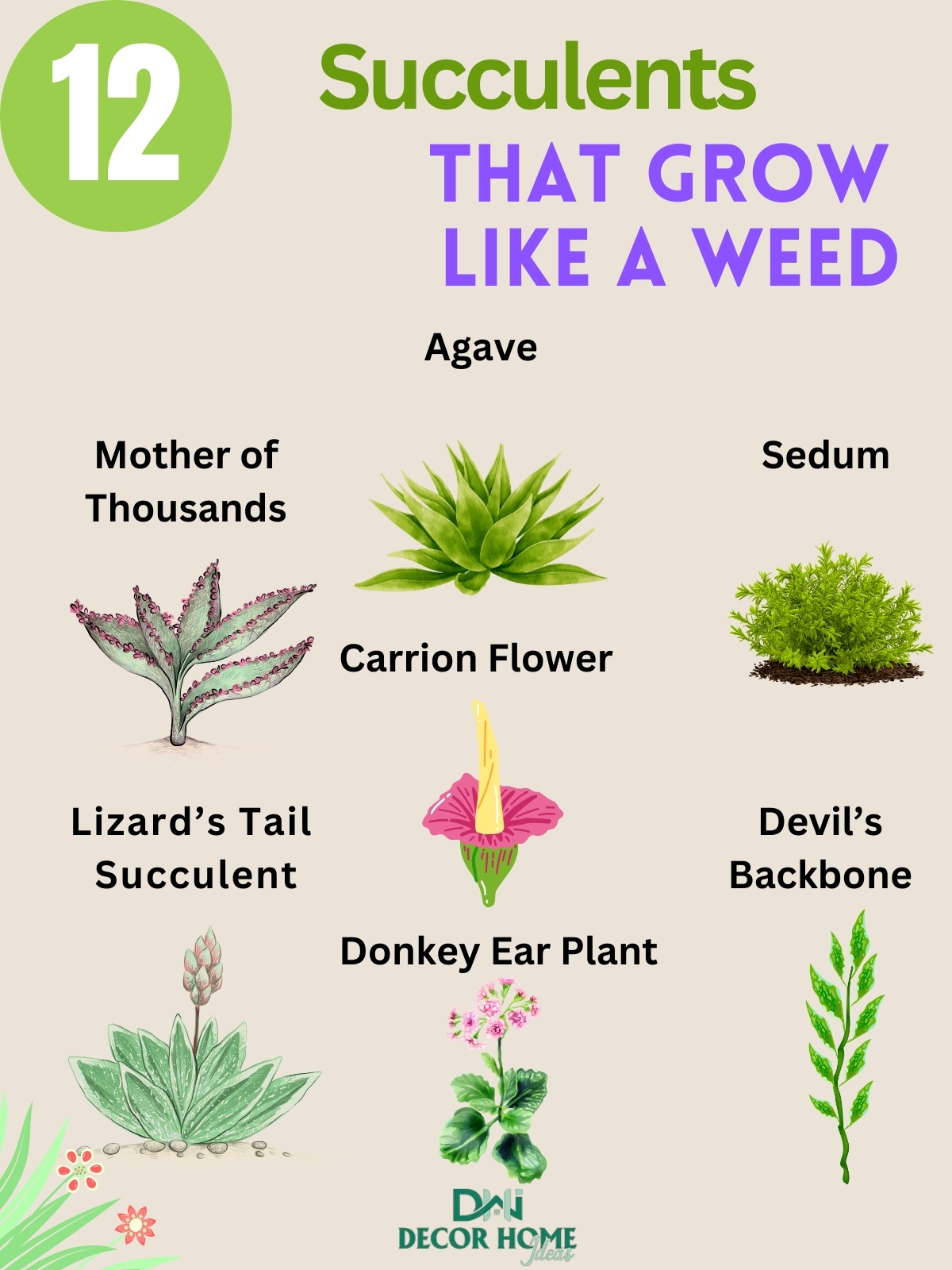 12 Beautiful Succulents That Grow Like a Weed ( Anyone Can Care For )