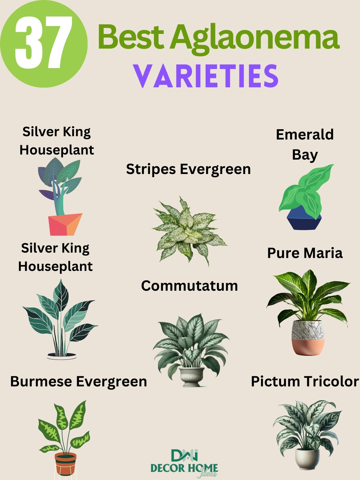 37 Beautiful Aglaonema Varieties ( With Names and Pictures )