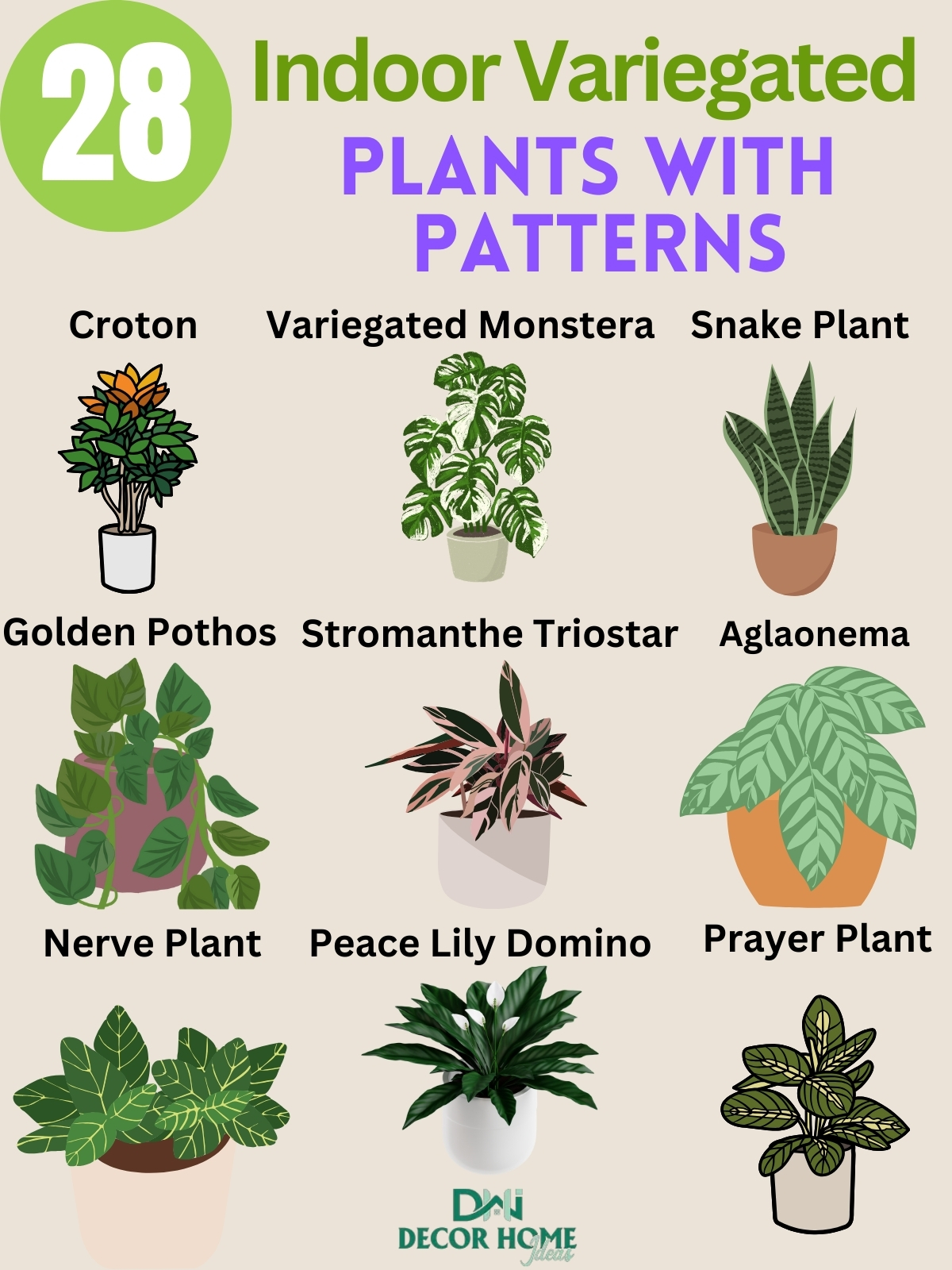 28 Beautiful Indoor Variegated Plants with Patterns