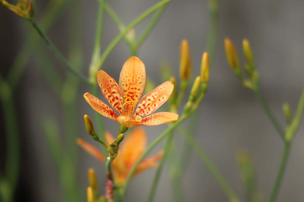 14. Blackberry Lily #decorhomeideas