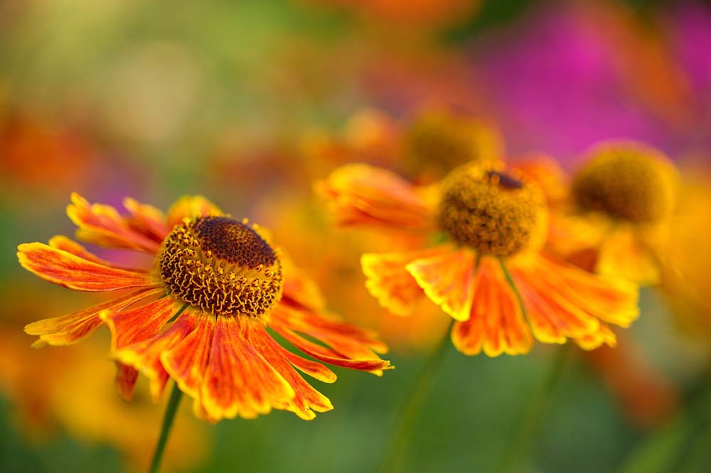 9. Sneezeweed ( Helenium ) #decorhomeideas