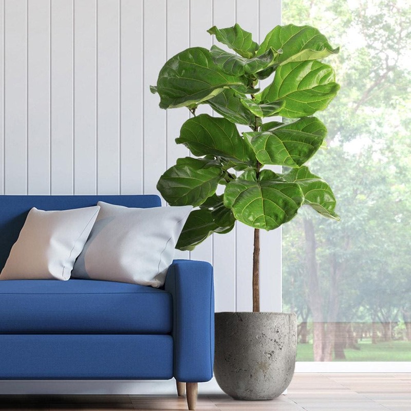 Fiddle Leaf Fig
