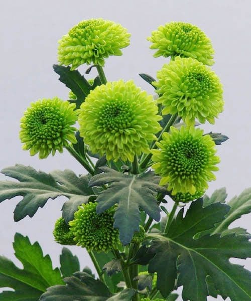 Green Chrysanthemum