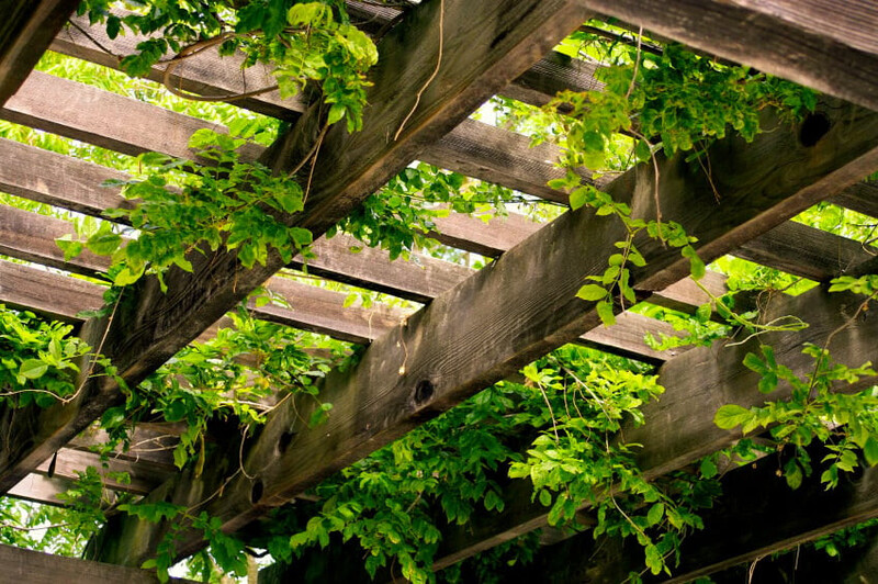 Hanging Trellis
