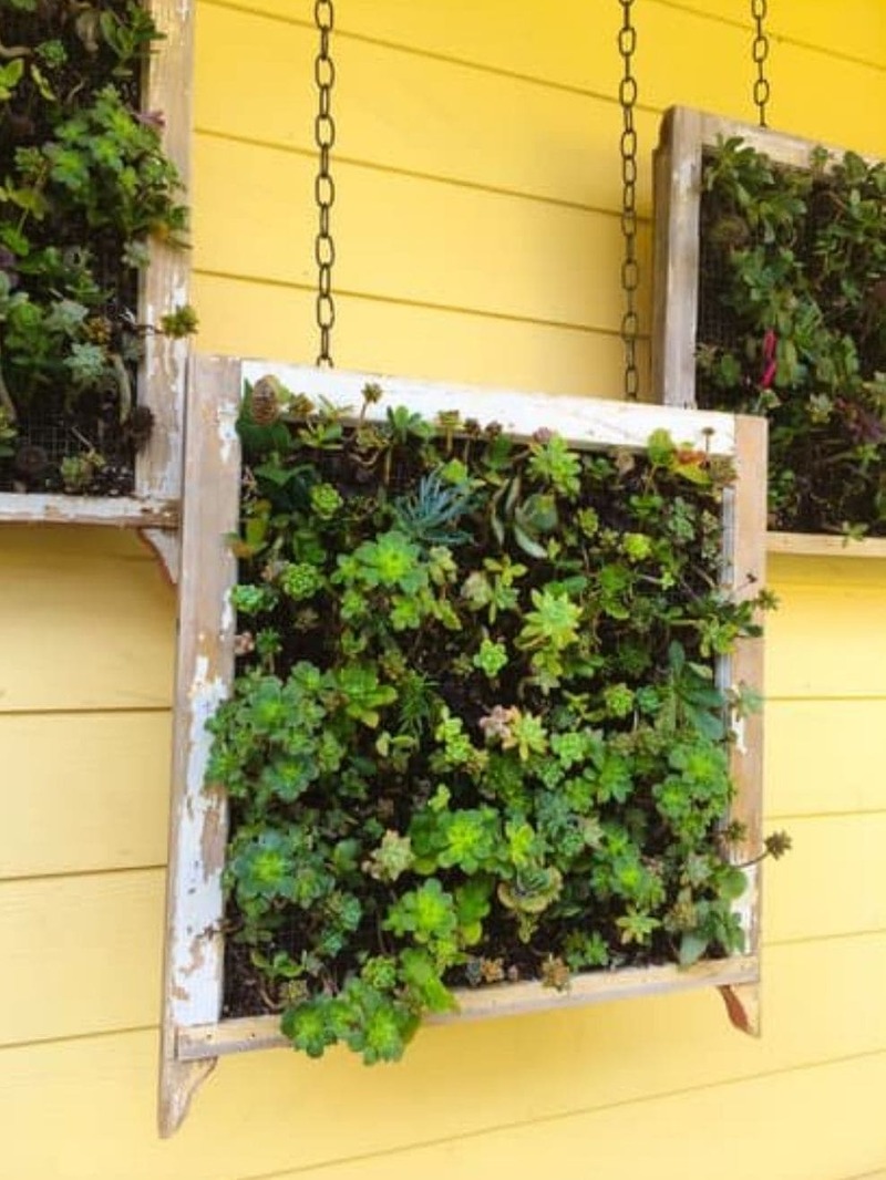 Succulents in Hanging Wooden Frames