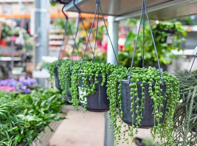 Trailing Succulents in Hanging Buckets