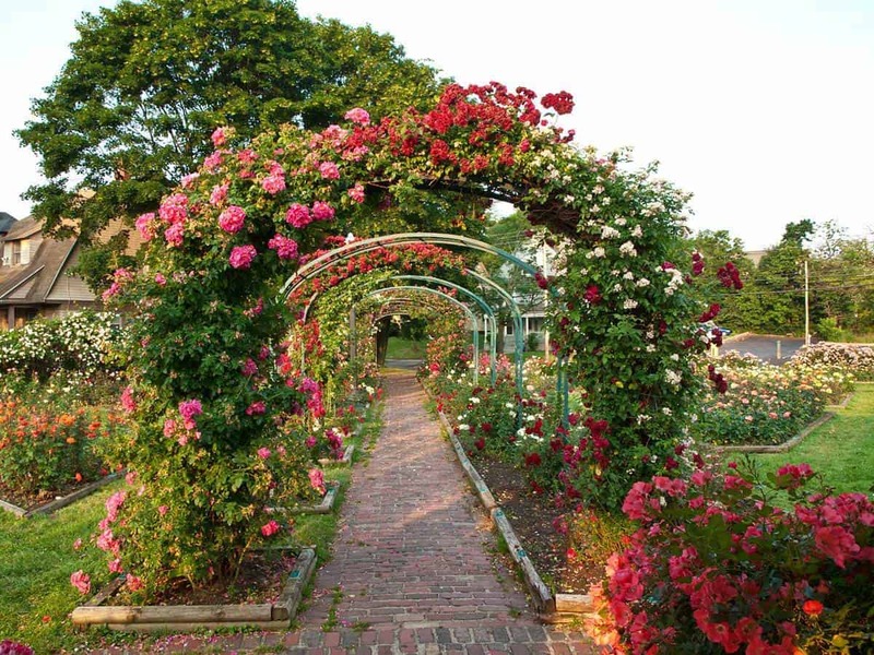 Rose Canopy