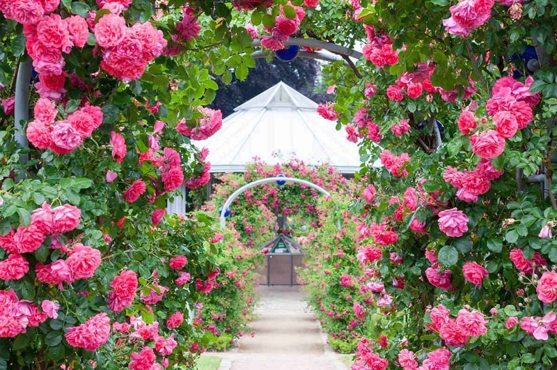 Pink Passion