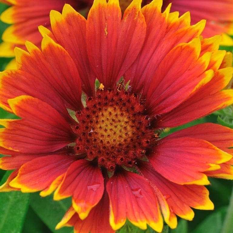 Blanket Flowers