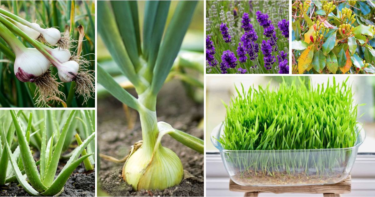 30 Medicinal Plants That You Should Grow In Your Garden