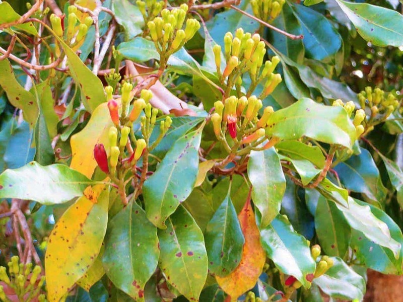 Cloves