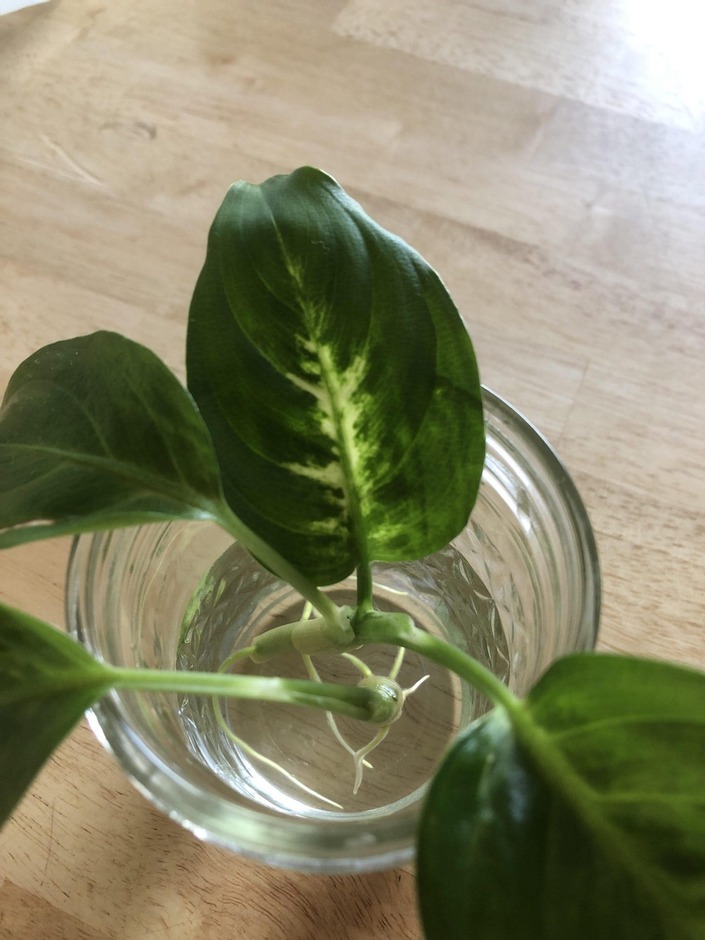 Dieffenbachia (Dumb cane)