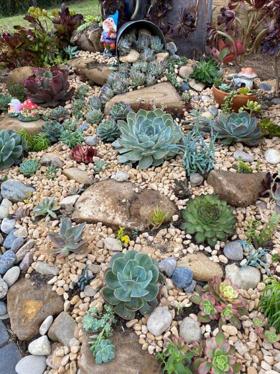 A Rock Succulent Garden