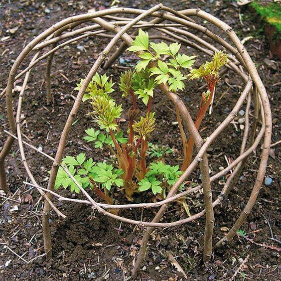 Globe Plant Support