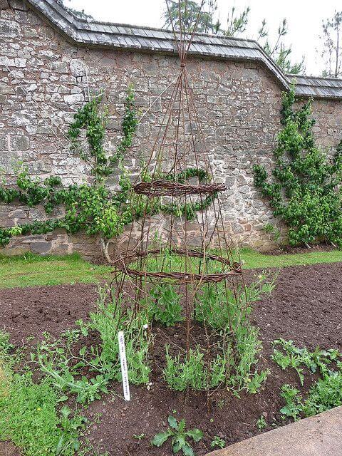 Sweet Pea Support