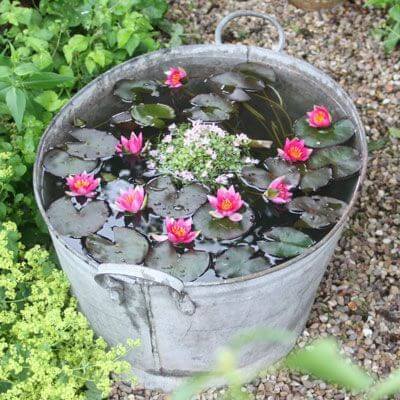 A Miniature Container Pond