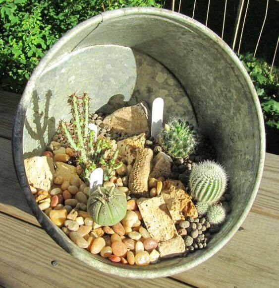 A Mini Cactus Garden