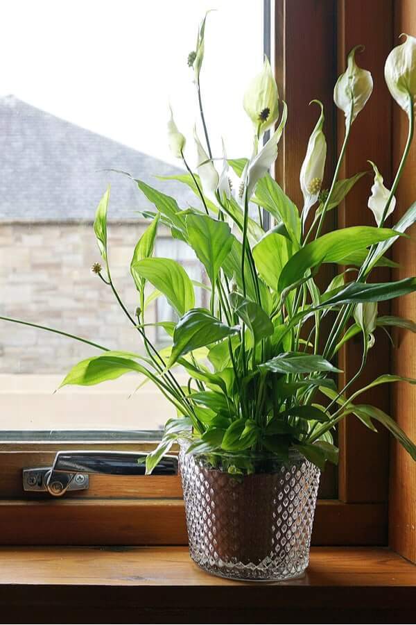 Peace Lily
