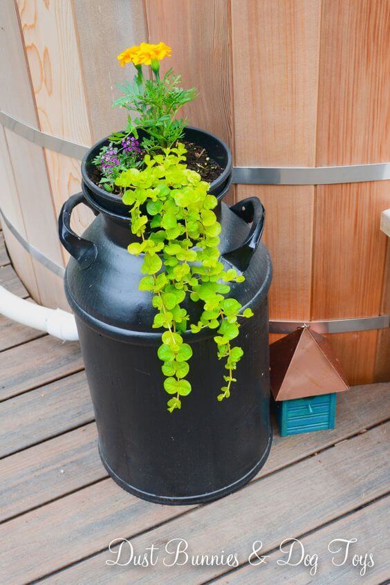Upcycled Milk Can Planter With Trailing Plants