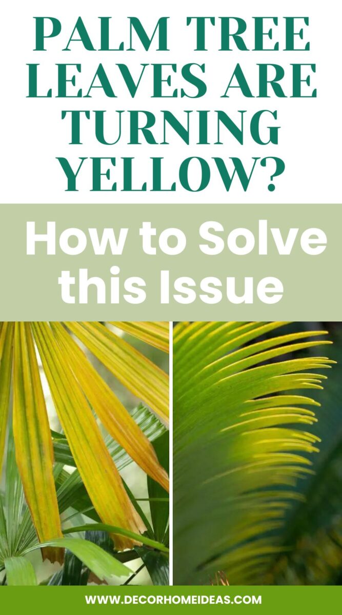 Discover why your palm tree leaves are turning yellow and gain valuable insights on how to resolve this common issue. Learn essential tips and techniques to ensure the health and vibrancy of your palm trees, keeping them lush and green for years to come.