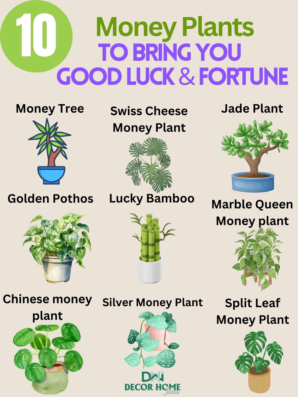 10 Varieties Of Money Plants To Bring You Good Luck And Fortune
