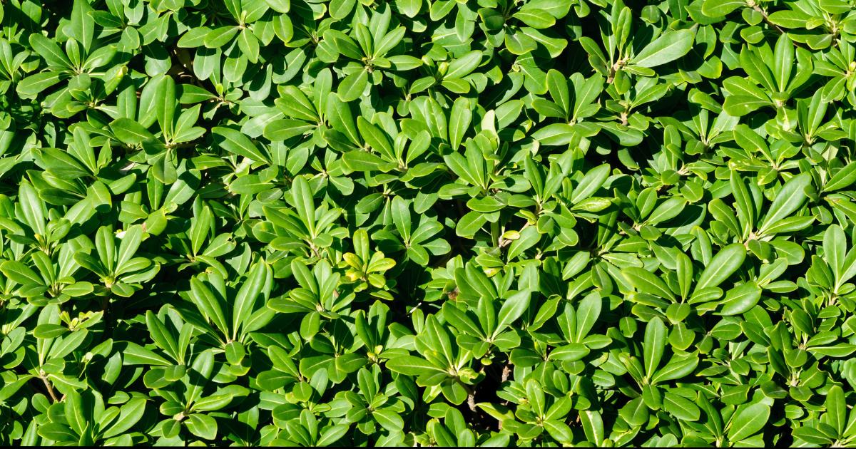 Pittosporum Hedge