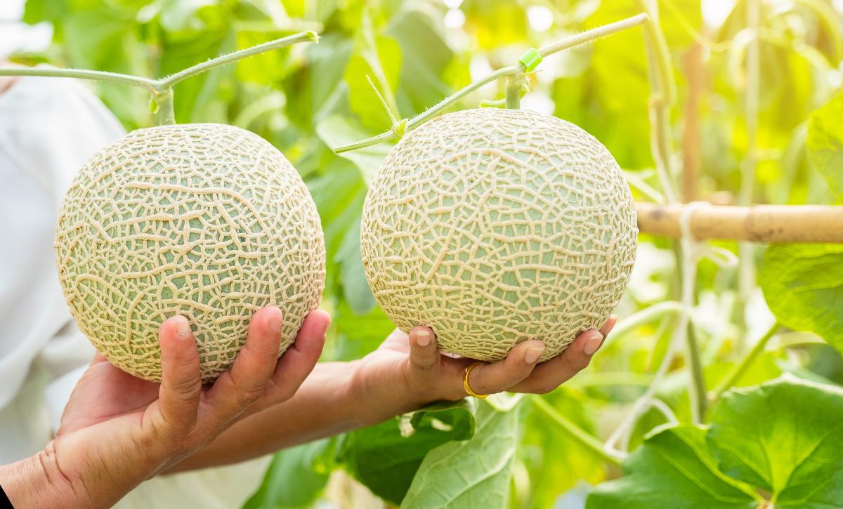 how many cantaloupes per season