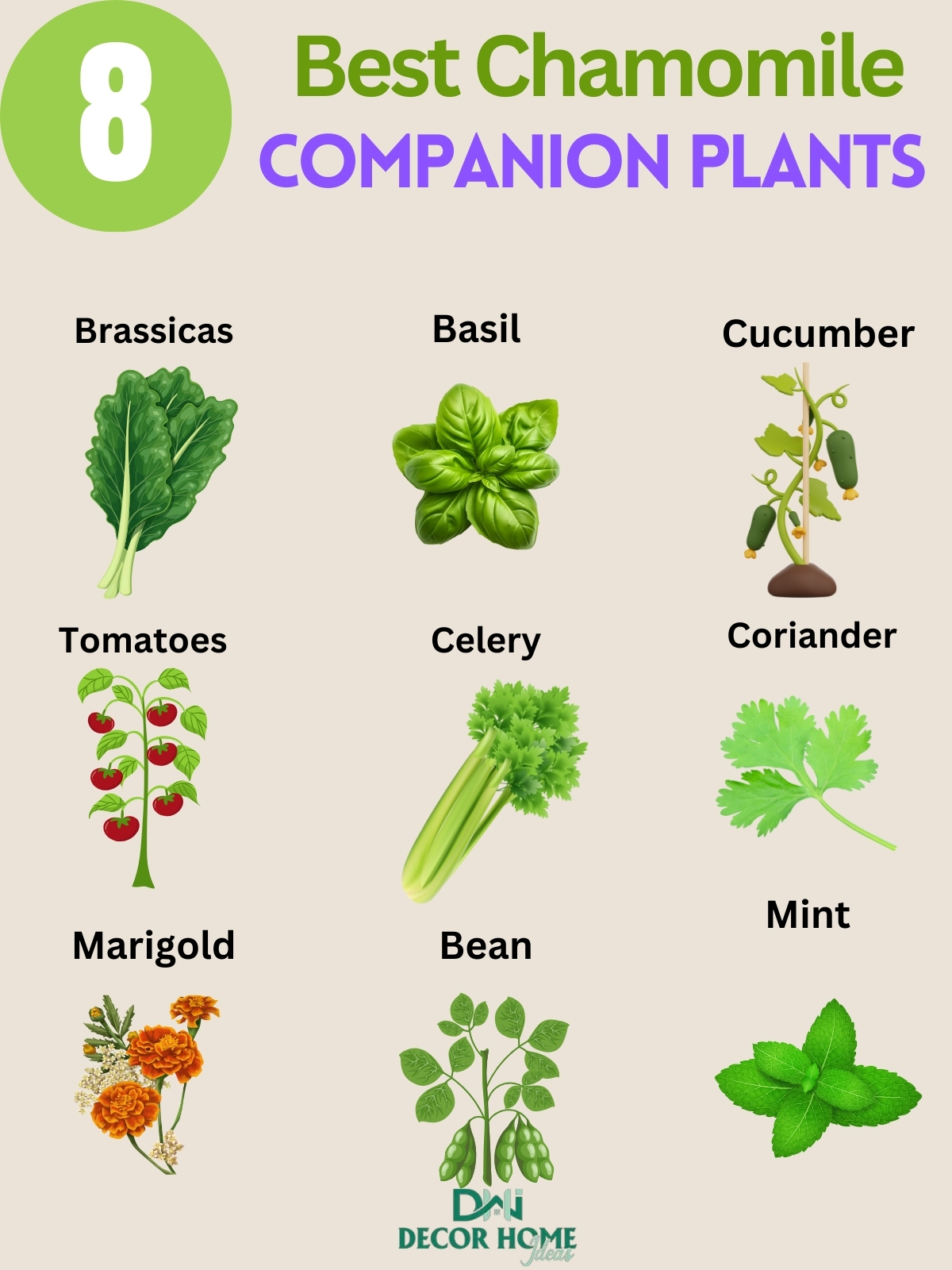 8 Best Chamomile Companion Plants And Plants To Keep Away From It