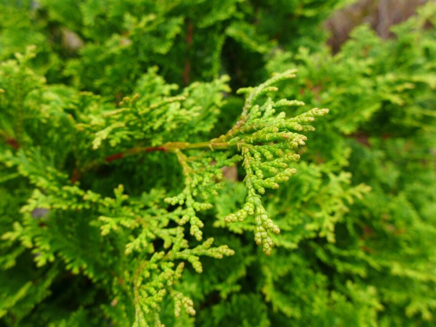 low maintenance shrubs 01