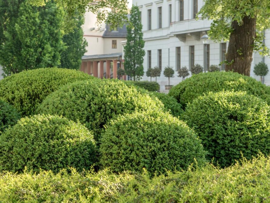 low maintenance shrubs 02