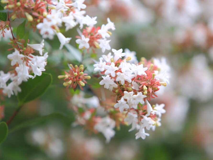 low maintenance shrubs 03