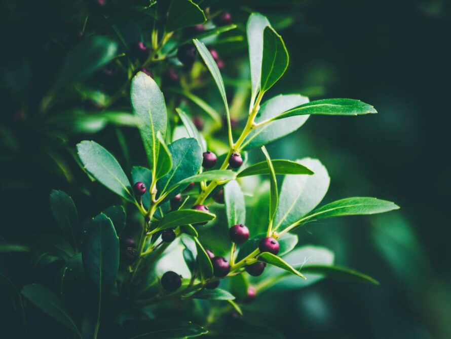 low maintenance shrubs 04