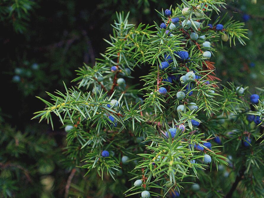 low maintenance shrubs 05