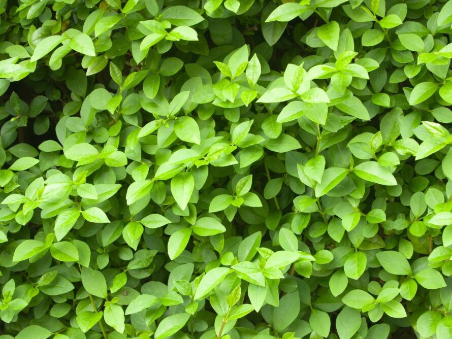 low maintenance shrubs 06